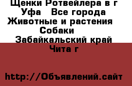 Щенки Ротвейлера в г.Уфа - Все города Животные и растения » Собаки   . Забайкальский край,Чита г.